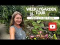 Weekly Garden Tour: 11 July 2024 part 1