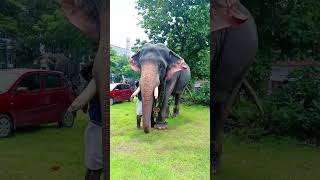 ശ്രീകൃഷ്ണപുരം വിജയ്❤️🔥|Sreekrishnapuram vijay..... #viral #elephant