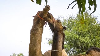 How do male camels kiss and lick their mate | camels kissing | male female camel very interest