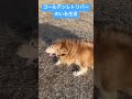 自由に走るのが好きなイッヌ イッヌ ゴールデンレトリバー いぬ 犬 犬のいる暮らし かわいい かわいい犬 大型犬 癒し shorts dog cute