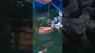 Ajak adek @CarissaPriscilla19 liat ikan hias #viralvideo #fish #shorts #reels #funny