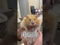 cute hamster 對于寵物來說 愛要用行動來表達而不是語言 希望我家鼠子也是真心愛著我 倉鼠 金絲熊 萌寵小倉鼠 金絲熊日常 鏟屎官的樂趣