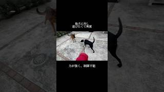 大切なのはメリハリ #doglibre #dogtraining #犬のしつけ #ラブラドール