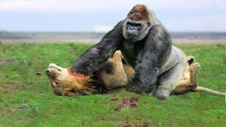 LIVE: Big Battle of Gorilla vs Lion - Crocodile vs Leopard - Buffalo vs Python - Wild Animals 2018