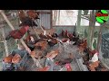 দেশী মূৰগী পালন /Local Chicken farming for Egg/Assam agro