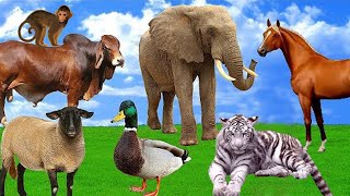 Tiger,Lion,horse,buffalo,elephant,dog,mouse,monkey,ass,HorseZebra,camel,cat,chiken,cow,duck,goat