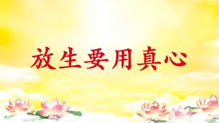 卢台长【放生要用真心｜放生有人在钱上不干净，同行的人都会受牵连】