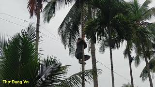 Cách người thợ leo hái quả cau nhanh như khỉ, nghệ thuật trèo cây cau |How to pick areca berries