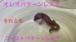 無事ハッチ！可愛いニシアフリカトカゲモドキの赤ちゃん✨３日後に給餌しました🌟