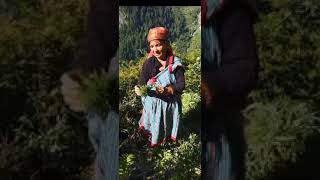 Malana Village Traditional Budtendering by Gori Mausi | Video Credit Priya Mishra A.K.A. Hempvati