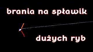 Duże leszcze, brzana i uchwycone brania. Jak biorą duże ryby?