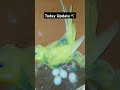 australian budgies u0026 parrots breeding journey eggs care hatching u0026 baby growth tips guide