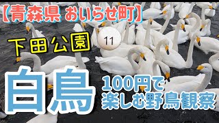 【青森県おいらせ町】白鳥　100円で楽しむ野鳥観察