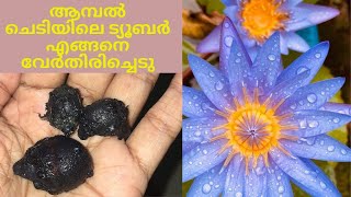 How to separate tuber from a water Lilly #waterlily ട്യൂബർ എങ്ങനെ separate ചെയ്തെടുക്കാം ..