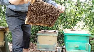 Lý do dẫn đến đàn ong hay đắp mũ chia đàn - đời sống nhà nông - đt 0339186706