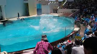 神戸市立須磨海浜水族園 イルカショー