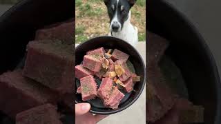 What happens when dogs EAT RAW FOOD?