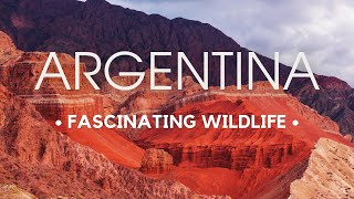 Wild Wonders of Argentina | Exploring the Rich Diversity of Wildlife | Travel Video