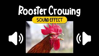 Rooster Crowing Sound Effect | 公鷄 打鸣 叫聲 動物 音效 (High Quality)