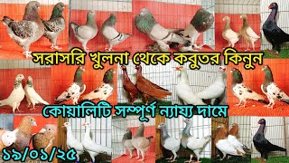 সরাসরি খুলনা থেকে কবুতর কিনুন কোয়ালিটি সম্পন্ন ন্যায্য দামে | কবুতর কিনুন | pigeon video |