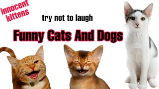 Funny CATS & DOGS that will KILL YOUR STRESS! LAUGH NOW! 😂