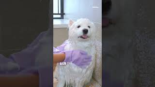 Wash a Samoyed in 30 Seconds?