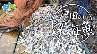 戸田の深海魚 | 漁師 大村 真史さん