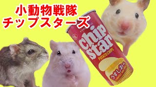 ハムスターを飼う私がチップスターばかり食べる理由www