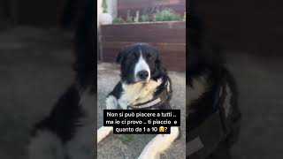 Cane che vorrebbe piacere a tutti #cane #videocane