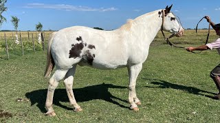 Tobiano entrepesado nuevo de campo $2.650.000 LOSEQUINOS.COM