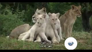 #وثائقي السلالات المفترسة الاسد الابيض 2023 ارث الاسود في سيرينغتيafrican wild lion serengeti#