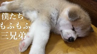 歩けるようになった子犬が可愛すぎる＃３【秋田犬】the cutest Akita puppy