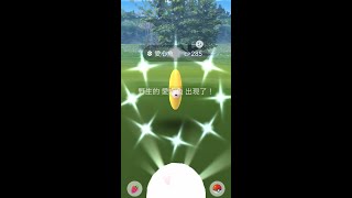 我抓到色違愛心魚 Shiny Pokemon ラブカス Luvdisc｜散步小薰香 Daily Adventure Incense by 247 Catcher in Pokemon GO