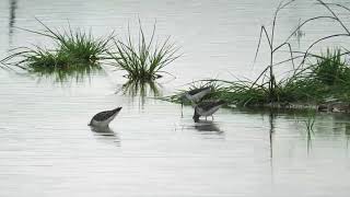 Water birds at Ashkelon  עופות מים חופמאים באשקלון