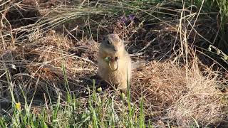 European ground squirrel (Spermophilus citellus)