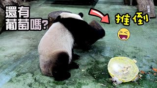 圓寶竹竿,🎂交替吃,推倒木樁找葡萄😆,大快朵頤敲開心|Giant Panda Yuan Bao enjoyed her 3rd birthday cake,圆宝,貓熊,大貓熊,大熊貓