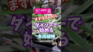 ダイソーで始める多肉植物！まずは、コレから。 #ダイソー #daiso #多肉植物 #succulent