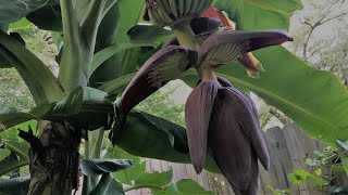 Dwarf NamWah and update on large papaya tree