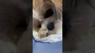 寝るのー？　Are you going to sleep   キャバリアとシーズーMIX  Shih Tzu and Cavalier mixed dog