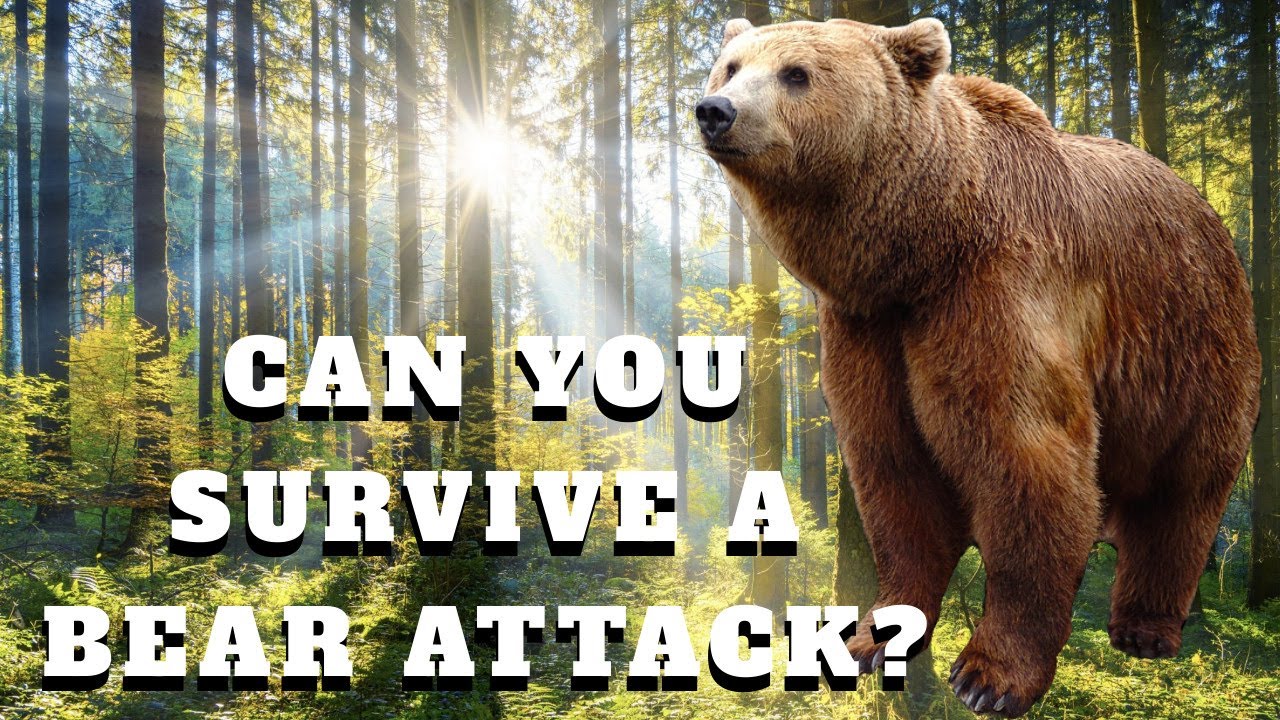 How To Survive A Bear Attack. A Kid Encounters Bear While Hiking 😲 ...