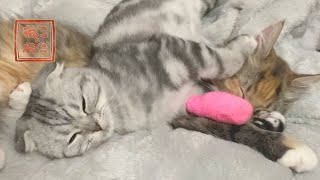 キャットタワーから落ちて右手の親指の爪が折れた猫