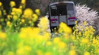 芸備線　平子－備後西城駅　菜の花と桜