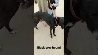 black Greyhound dog/racer dog/Katha kutta