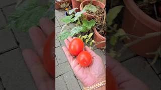 #tomato #harvest #backyard #plants #garden #gardening #usa #india #shorts #shotsvideo