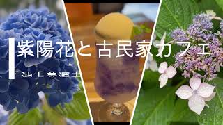 紫陽花と古民家カフェ3