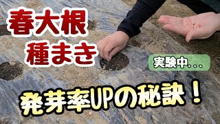 【大根の育て方】2月に大根の種まきをする時の発芽率UPの秘訣～実験中～