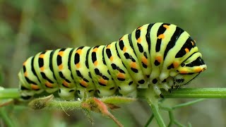 Koninginnenpage/Old World swallowtail (Papilio machaon) Rups/Caterpillar