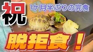 【#130】長かった！プチ拒食を終えたリクガメ