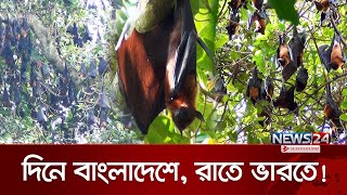 বাদুড়ের আজব কান্ড ! | Jhenaidah | News24 Special