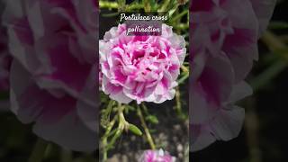 How to do cross pollination in portulaca #gardening #portulaca #plants #crosspollination